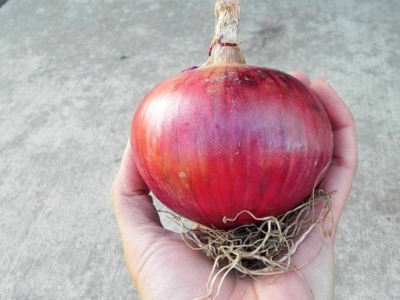 Le cipolle rosse una speranza per il cancro al seno