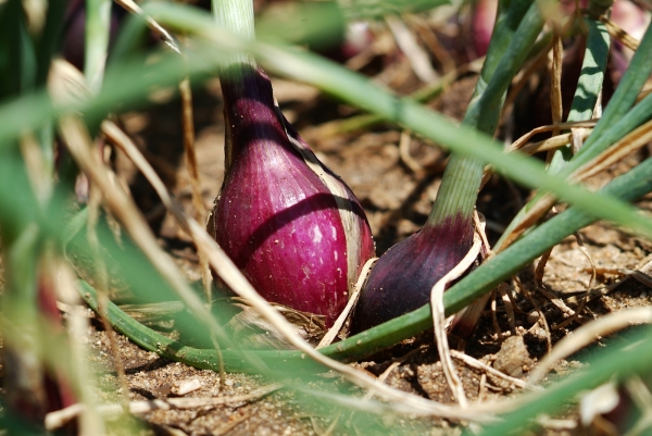 La cipolla