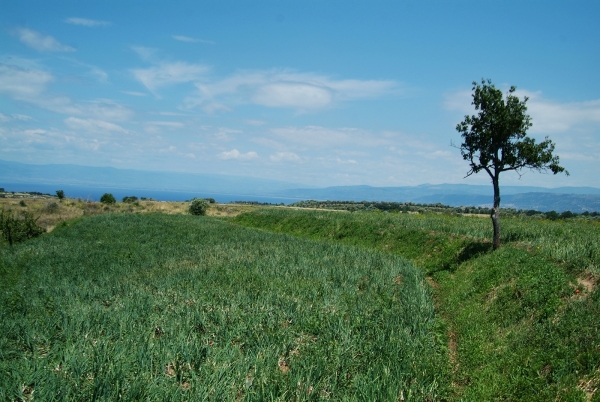 Disciplinare di produzione